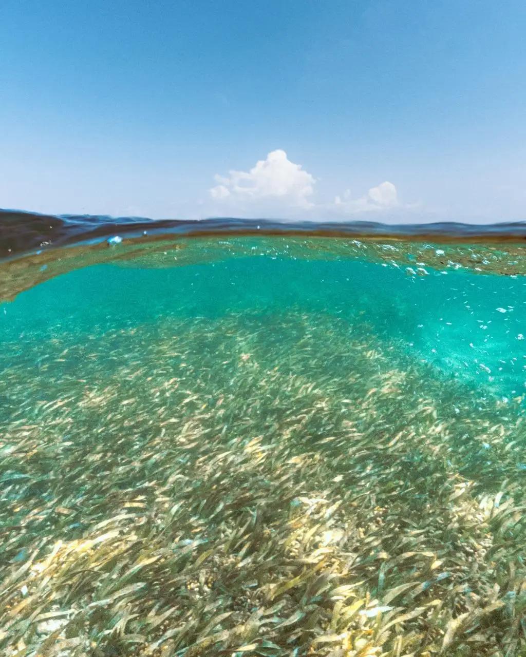Algas bajo el agua