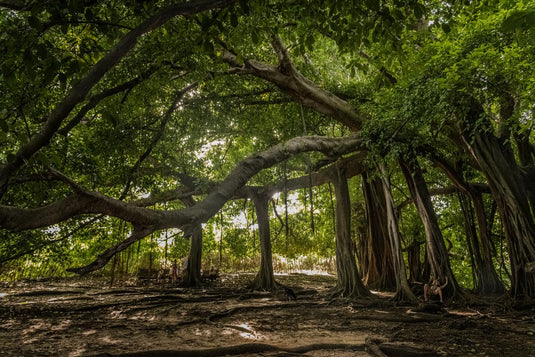 El árbol que camina en Isla Fuerte