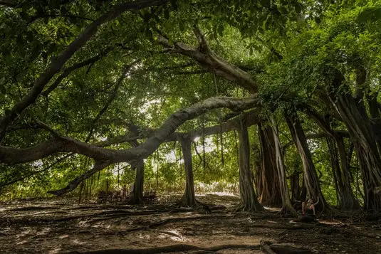 Árbol caminante en la isla