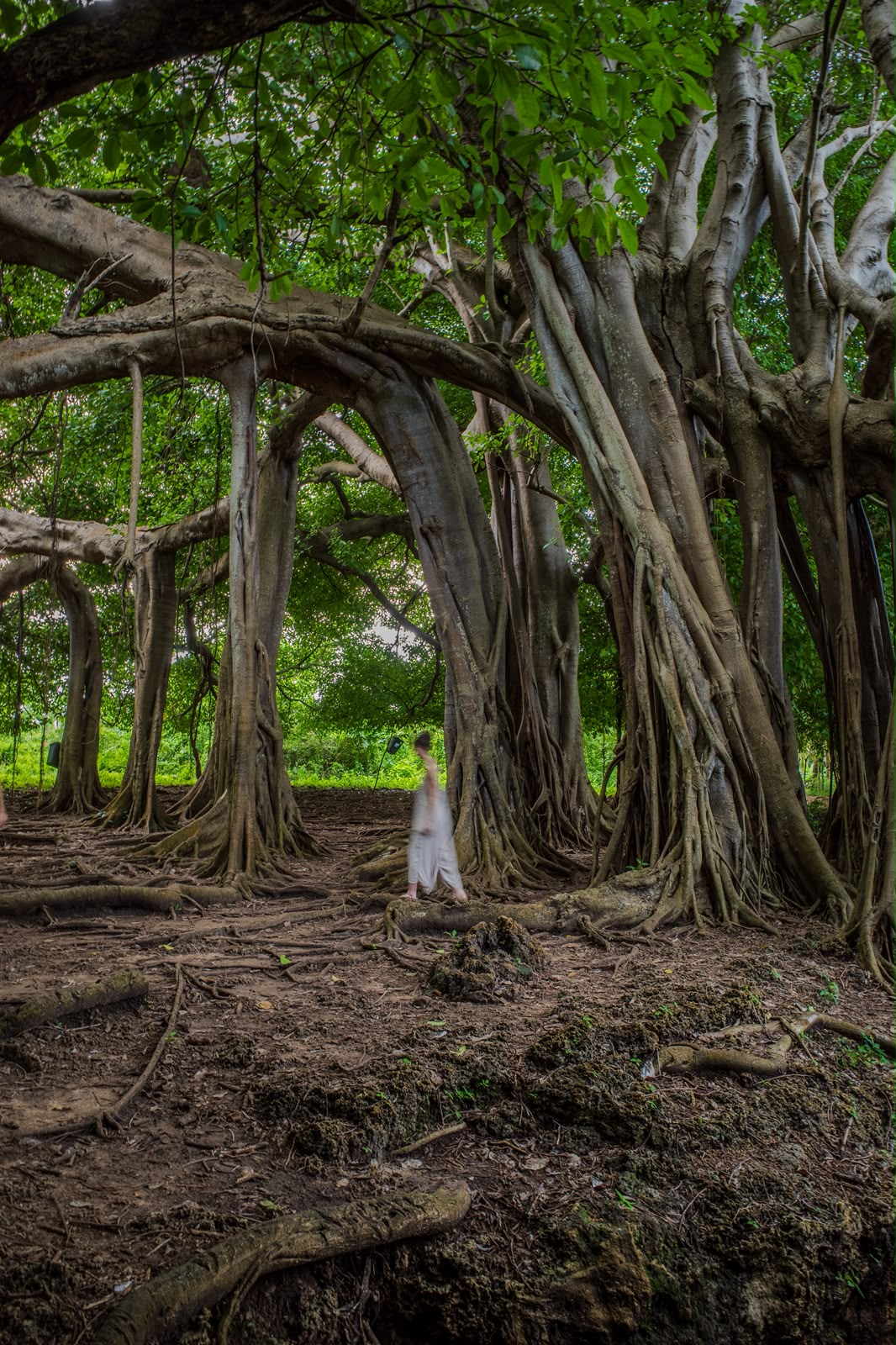 El árbol que camina en Isla Fuerte