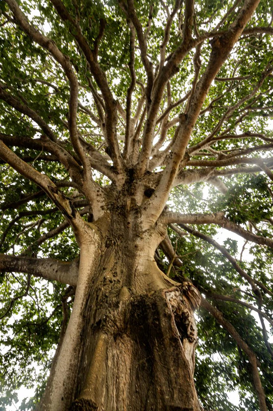 La Bonga, árbol monumental en Isla Fuerte
