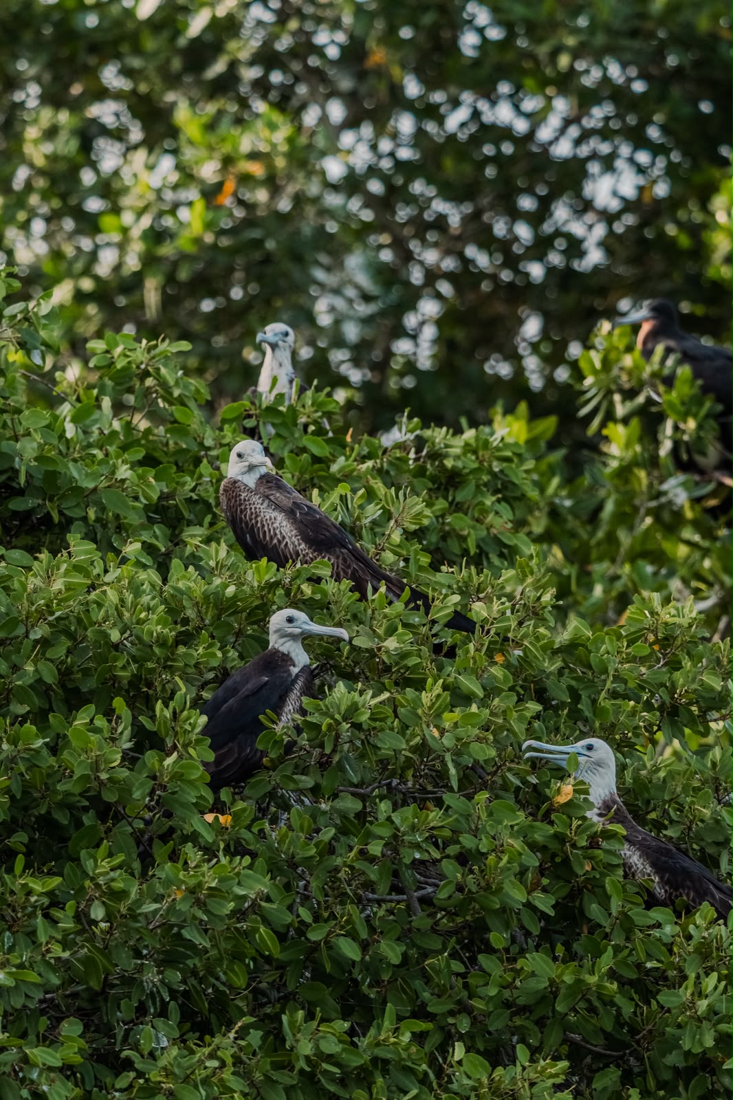 Avistamiento de aves en Isla Fuerte
