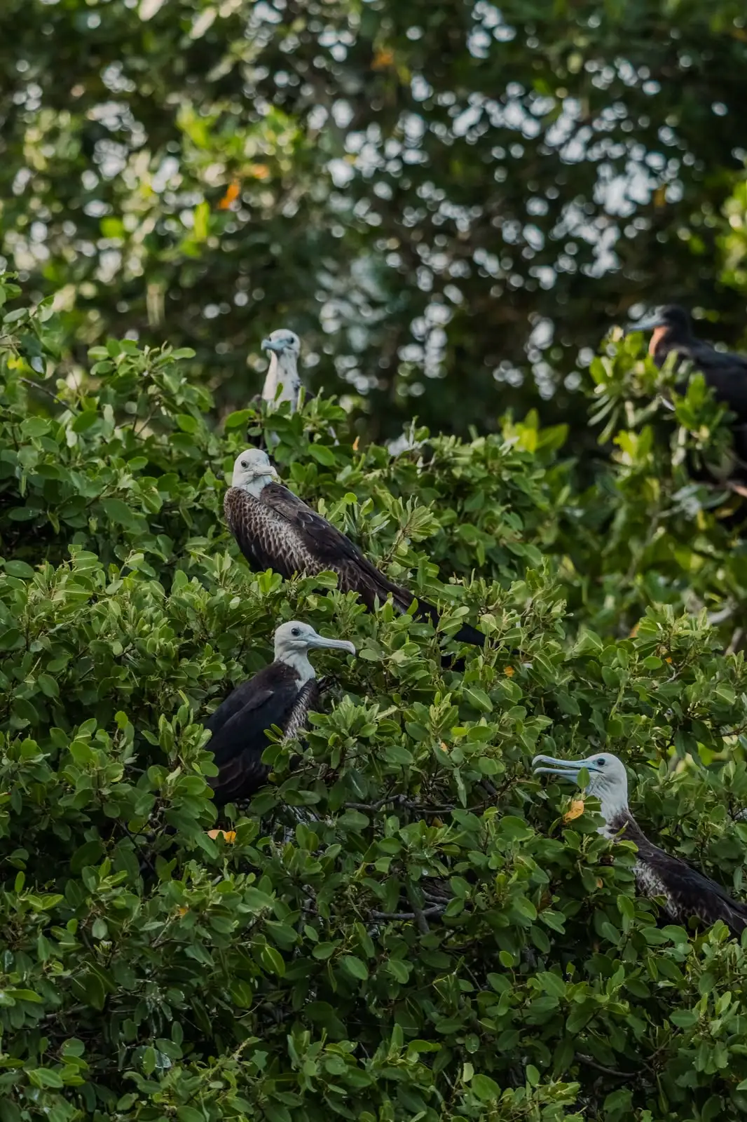 Aves en Isla Fuerte