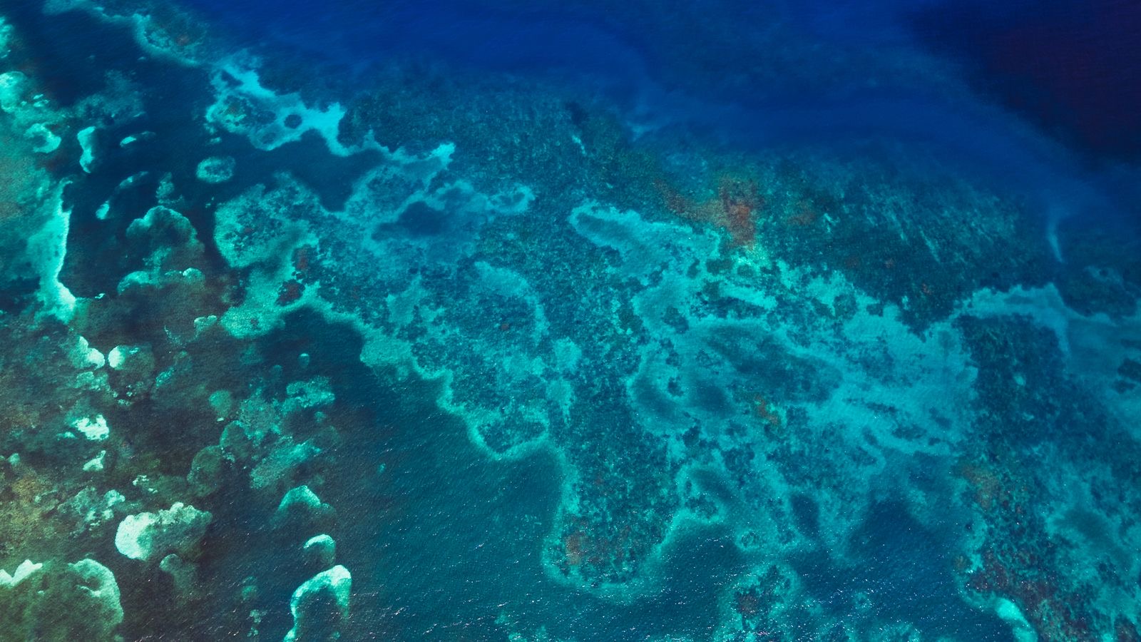 Snorkeling entre corales del Caribe
