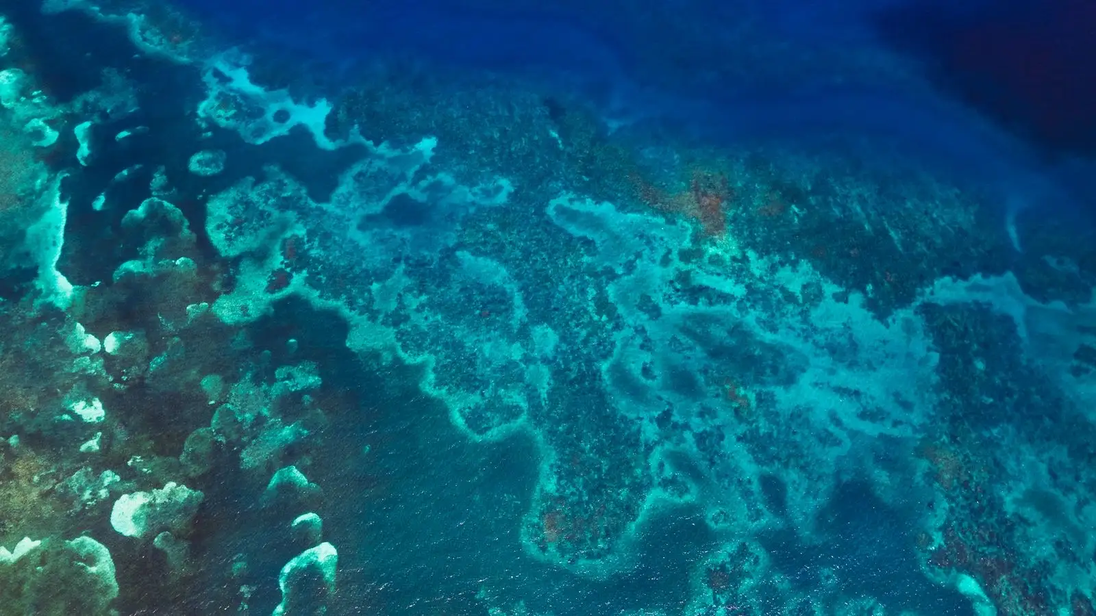 Corales bajo el agua