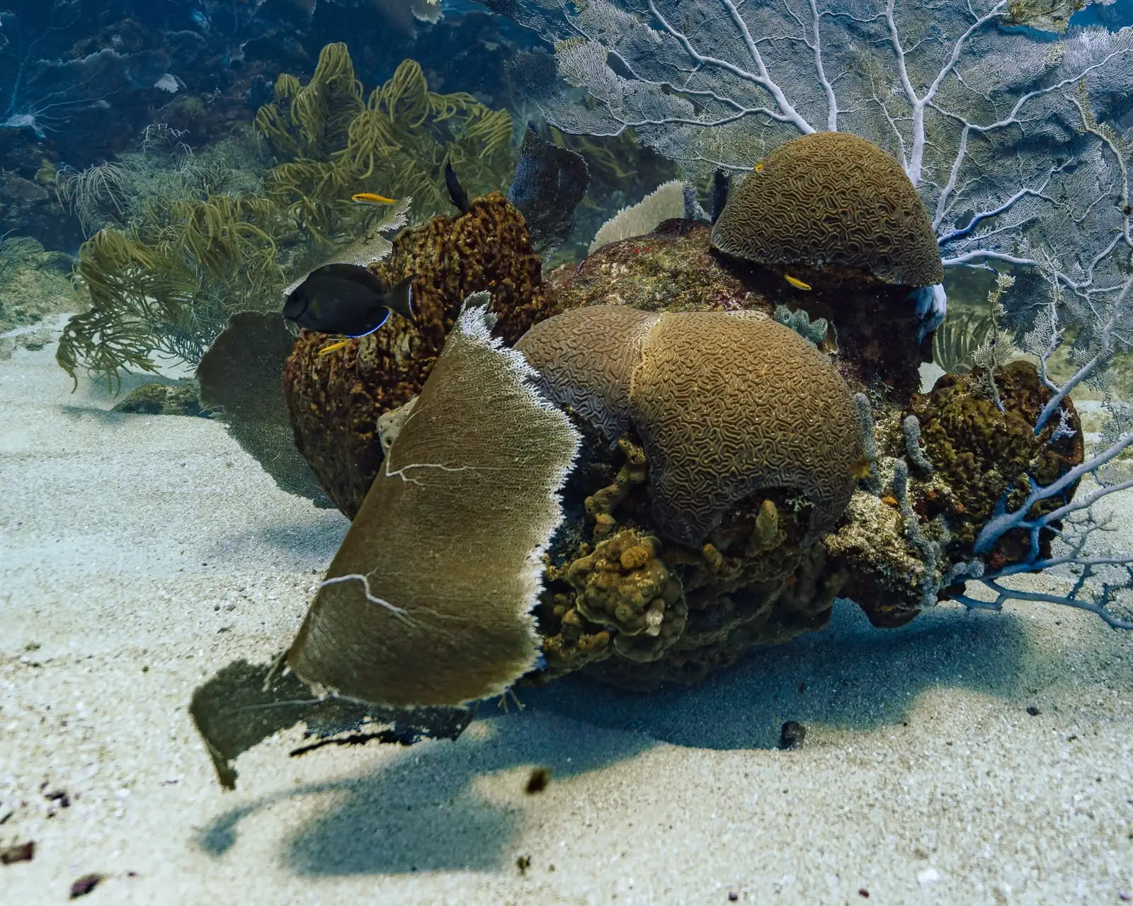 Corales