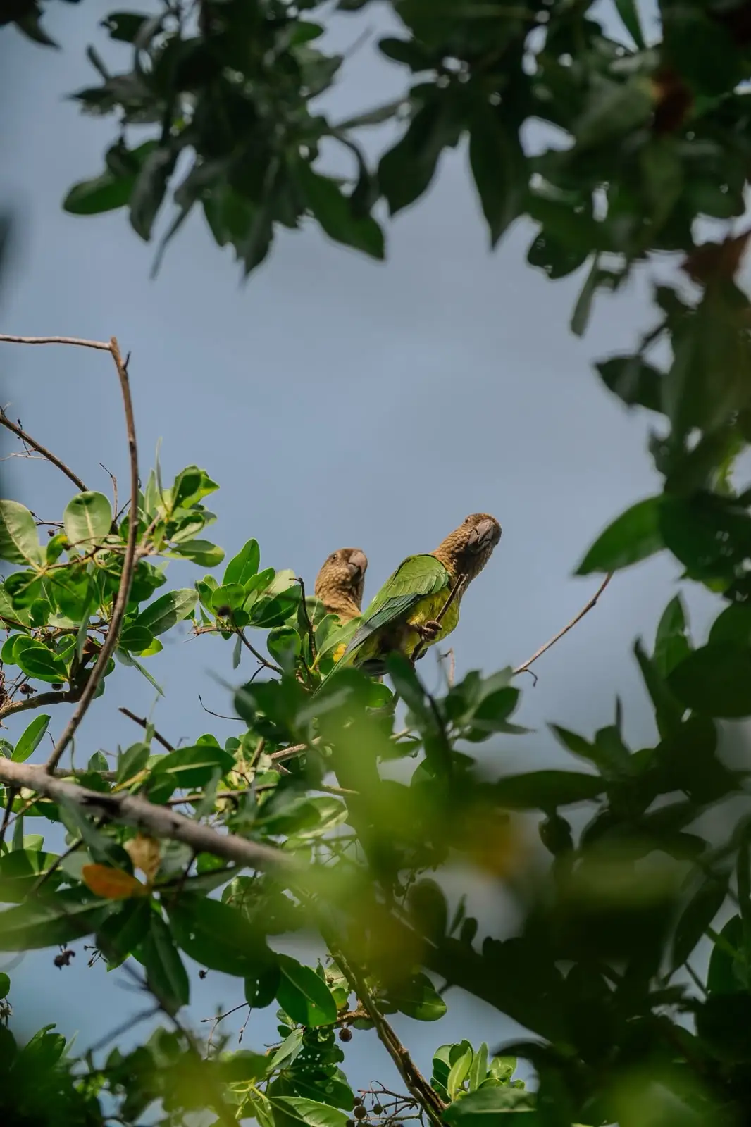 Dos loros en un árbol