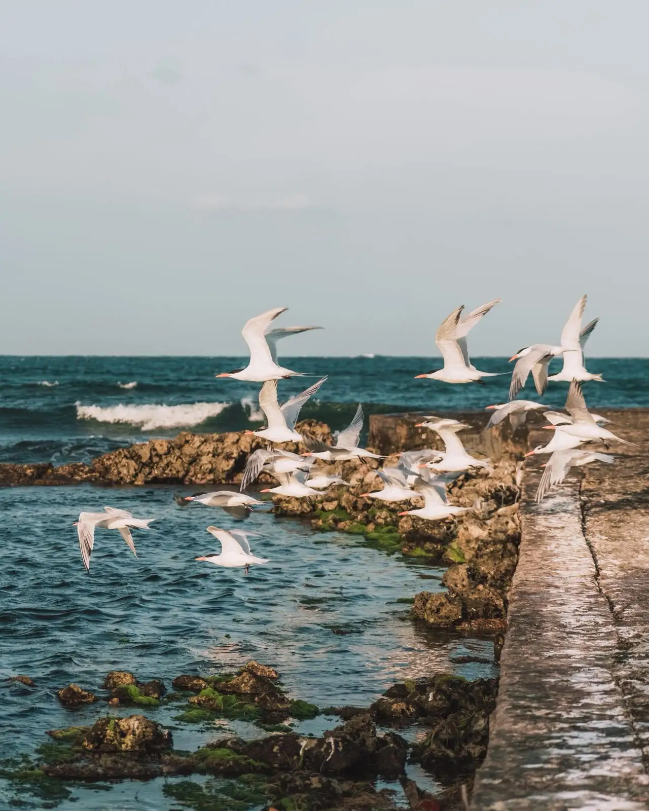 Gaviotas en vuelo