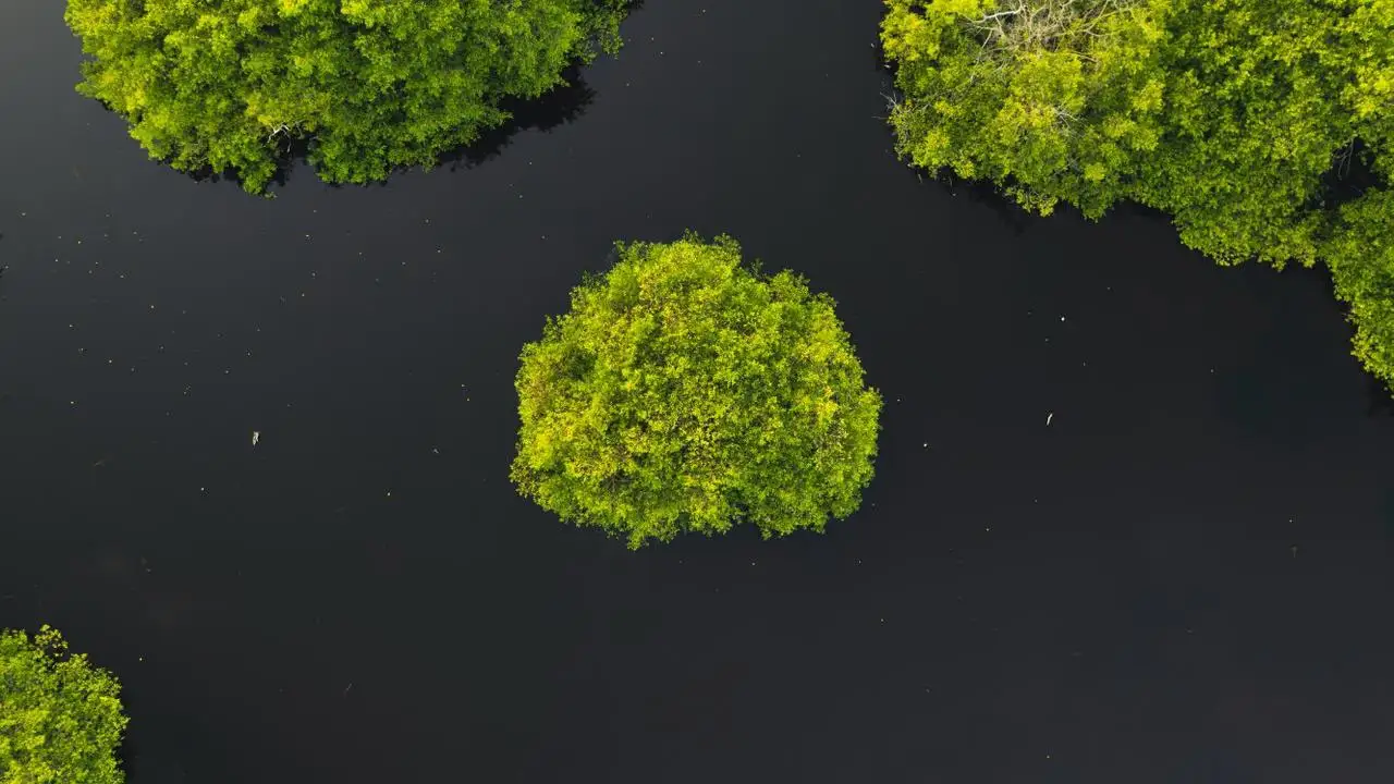 Manglar visto desde el aire
