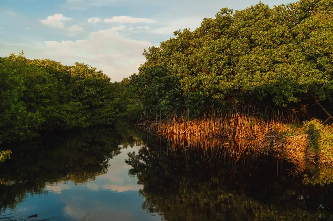 Manglar de Isla Fuerte