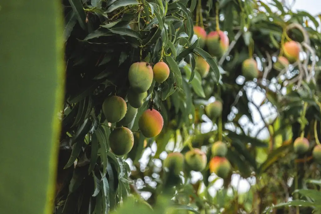 Mangos madurando en el árbol