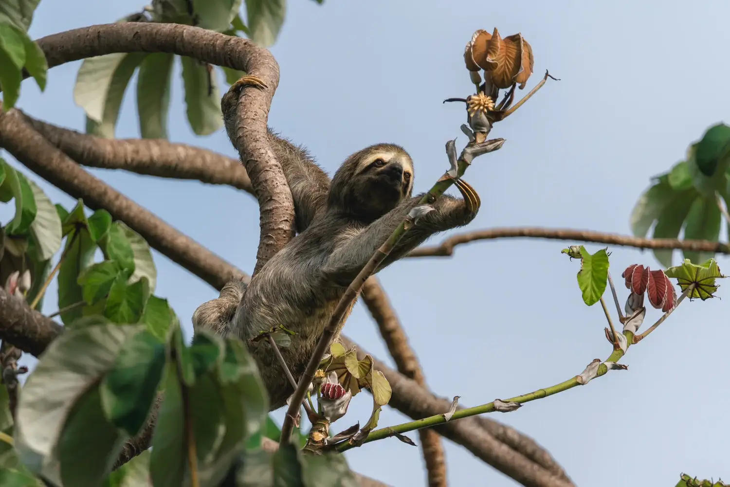 Oso perezoso en la naturaleza
