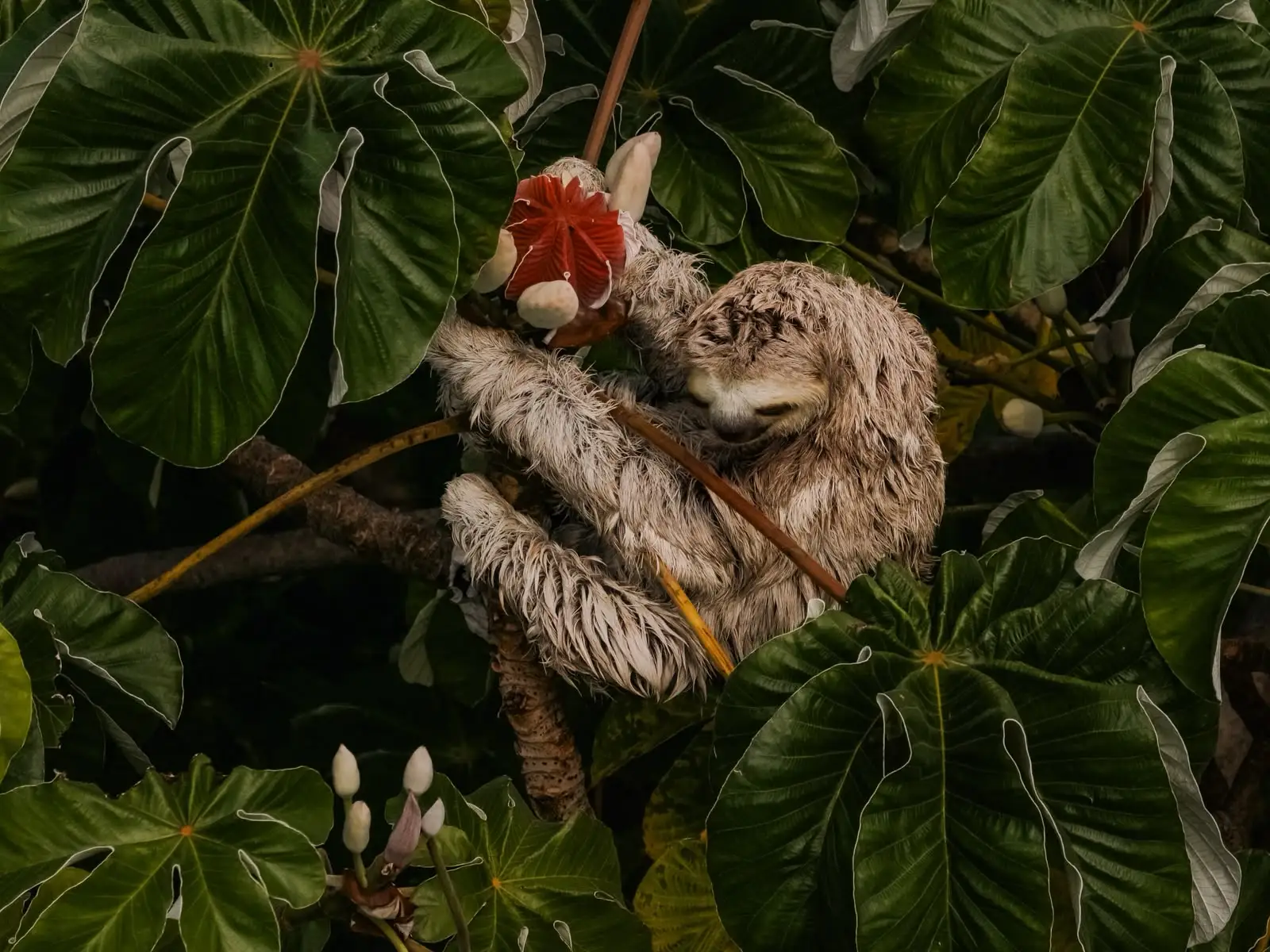 Oso perezoso junto a una flor
