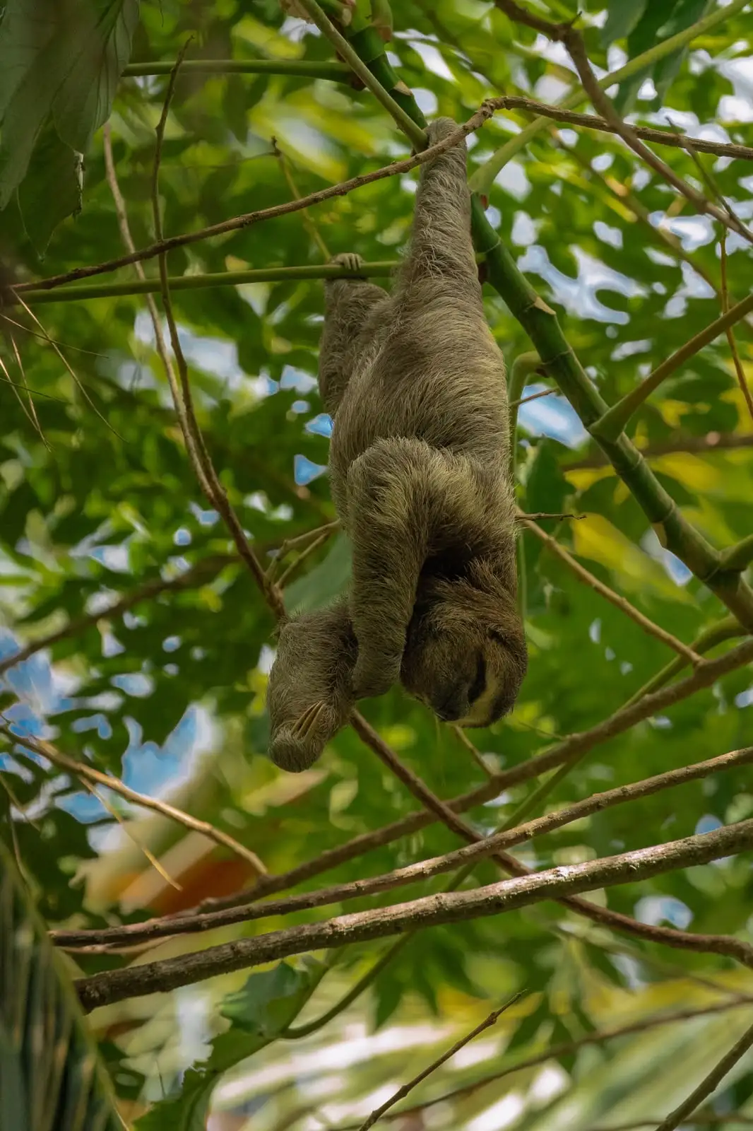 Oso perezoso en la isla