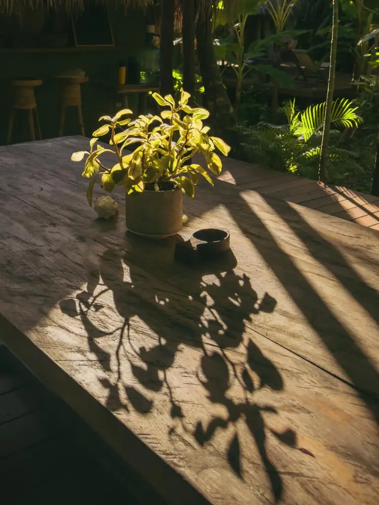 Mesa de madera con planta y luz del sol filtrada